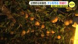 秋の夜を照らす幻想的な光 ナシを守る「防蛾灯」 産地の風物詩|TBS NEWS DIG