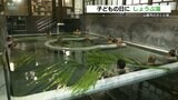 山鹿市『さくら湯』 子どもの健やかな成長を願い「しょうぶ湯」 熊本 | 熊本のニュース|RKK NEWS|RKK熊本放送