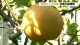 糖度が14度の「新高」 荒尾特産ジャンボ梨　収穫最盛期　贈答用として人気　|　熊本のニュース｜RKK NEWS｜RKK熊本放送