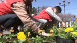 街に春の彩り 盛岡市中心部の花壇に9種類750株 花の苗の植え付け|TBS NEWS DIG