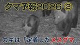 【クマ予報】若いオスグマは「台風」一過性の現象…対策のカギは「住宅地付近に定着したメスグマ」子グマも出没を繰り返すリスクに|TBS NEWS DIG