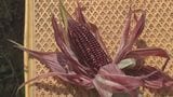 紫色のトウモロコシはどんな味? 親子で収穫体験|TBS NEWS DIG