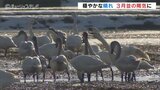 白鳥が田んぼに続々と！穏やかに晴れて３月並の陽気 富山　|　富山のニュース｜天気・防災｜チューリップテレビ