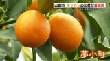 『糖度18度』味よし見た目よし 丸かじり「キンカン」の出荷始まる 熊本 | 熊本のニュース|RKK NEWS|RKK熊本放送