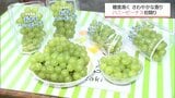 糖度が高く さわやかな香り 宮崎市で種なしブドウ「ハニービーナス」の初競り |TBS NEWS DIG