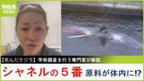 死んだクジラから龍涎香『シャネル５番の原料』見つかる可能性も？！田島木綿子氏が解剖のひみつ語る「爆発しないようガスを抜いてだんだん中へ」マッコウクジラきょう引き上げ|TBS NEWS DIG
