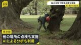 都内で相次ぐ倒木… 桜の名所「砧公園」で緊急点検実施 調査した25本のうち状態が悪い7本見つかる　今後はAIによる分析も|TBS NEWS DIG