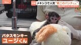 メキシコに“第二のパンチくん”登場　千葉・市川市の子ザル「パンチくん」は“ぬいぐるみ母さん”とバイバイ？たくましく成長中！|TBS NEWS DIG