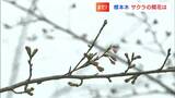 「サクラ開花ならず」岡山はまだつぼみが固く、香川はつぼみが膨らみつつある　|　岡山・香川のニュース | 天気 | RSK山陽放送