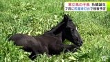 天然記念物「寒立馬」が出産シーズン迎える オスとメスの5頭の子馬が誕生 ポカポカ陽気のなか寝ころんで日向ぼっこ 青森県東通村|TBS NEWS DIG
