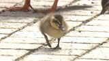 カルガモの赤ちゃん 12羽が無邪気に 盛岡市内の病院の庭で今年も愛くるしい姿|TBS NEWS DIG