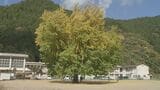 秋空に映える鮮やかな黄色…大イチョウ見ごろ　鳥取・日南町　|　BSSニュース | BSS山陰放送