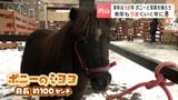 2026年は午年!札幌・円山動物園で「ポニーのミヨコ」が主役級の活躍!限定撮影会やグッズで早くも話題に | 北海道のニュース|HBC北海道放送