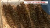 「刺身や天ぷらで」贈答用クルマエビの出荷が最盛期　熊本|TBS NEWS DIG