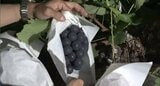 丹精込めたフルーツを盗難から守れ!農作物の盗難防止パトロールがスタート 長野・中野市 | SBC NEWS | 長野のニュース | SBC信越放送
