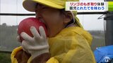 園児たちが自分たちで受粉した「ふじ」を収穫! 大きな一口でガブリッ!|TBS NEWS DIG