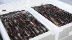 新年度のスルメイカ漁獲枠6万8400トンに　水産庁の審議会が正式決定　今年度の3.5倍| TBS CROSS DIG with Bloomberg