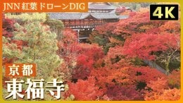 【4K】東福寺【JNN 紅葉ドローンDIG 2024】|TBS NEWS DIG