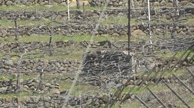 【速報】ぶどう畑で消毒散布機の下敷き　44歳の男性が死亡　山梨・甲府市|TBS NEWS DIG