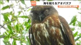 「日中はあまり動かない」でも本気を出すと昼夜問わず1800キロ飛び続ける実はすごいフクロウ「アオバズク」驚きの生態を解明　東北大学|TBS NEWS DIG
