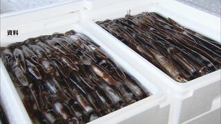 新年度のスルメイカ漁獲枠6万8400トンに　水産庁の審議会が正式決定　今年度の3.5倍| TBS CROSS DIG with Bloomberg