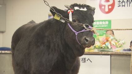こひつじ❤️No.467 、711纏め野牛异形 蝎子摆尾(希少価値高い) そろそろ引退…」子牛の初競り、9年ぶり高値 背景にエサ代高騰と農家の