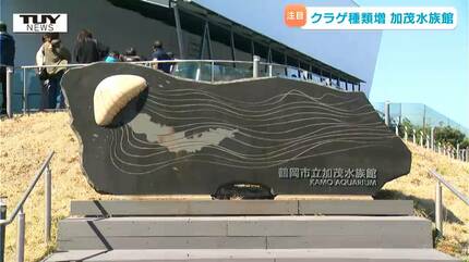癒し…クラゲ展示数世界一の加茂水族館がリニューアル 絶対に見てみたい