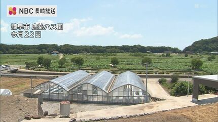 見つけたら幸運が訪れる！？50年に1度ともいわれる珍しい「双頭蓮