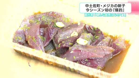 「こんな食感はじめて！」高知県中土佐町でメジカの新子が今シーズン初の『爆釣』　|　高知のニュース・天気｜KUTV NEWS | KUTVテレビ高知