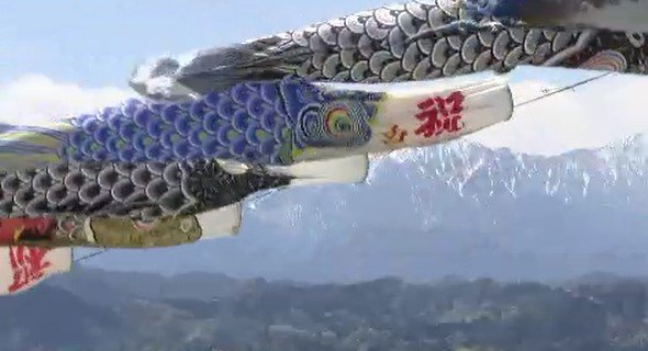 菜の花と鯉のぼりが競演！約150匹の鯉のぼりが黄色い花の海を泳ぐ　地元の有志が準備　長野市中条「アルプス展望広場」|TBS NEWS DIG