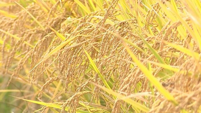 大分県内の米の最終的な作況指数は「101」　4年連続で平年並み|TBS NEWS DIG