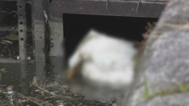 衝撃の78羽！富山城址公園でシラサギが大量死　原因は「猛暑とストレス」か|TBS NEWS DIG