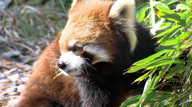 「食べてもらえるのはありがたい」増え続ける放置竹林...救世主はレッサーパンダ 土砂災害の発生防止にも【SDGs】|TBS NEWS DIG