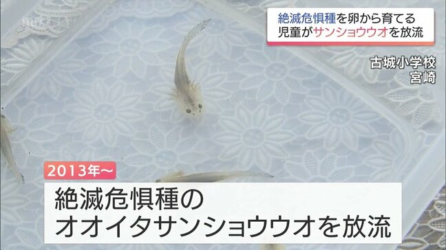 宮崎市の小学校で絶滅危惧種「オオイタサンショウウオ」を放流　児童たちが卵から育てる|TBS NEWS DIG
