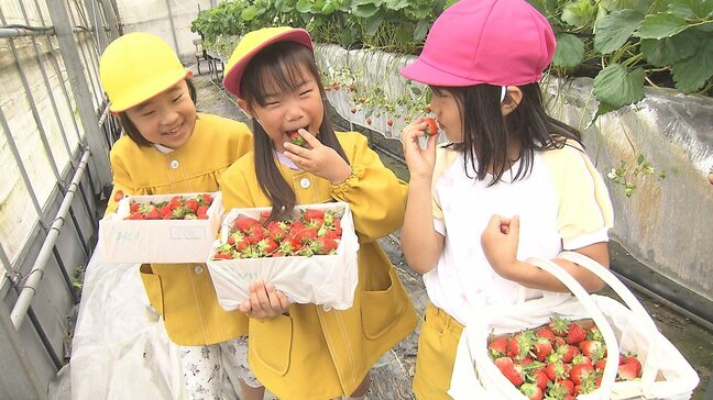園児がイチゴ狩りを体験　糖度が高い「さがほのか」収穫　ハウス内に歓声　大分|TBS NEWS DIG
