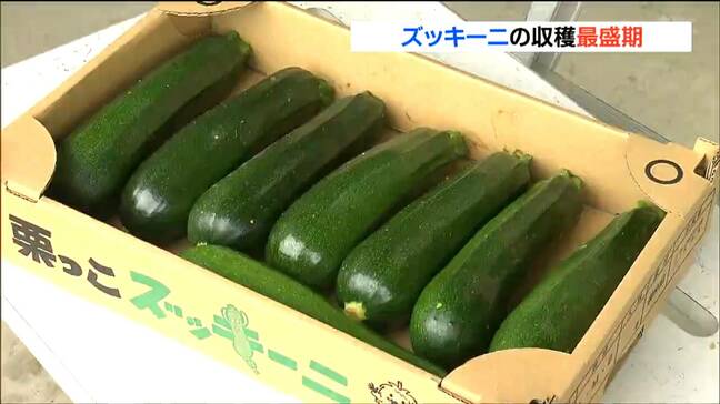 「どんな料理にも合うので食べてほしい」夏野菜ズッキーニの収穫最盛期　宮城・栗原市|TBS NEWS DIG