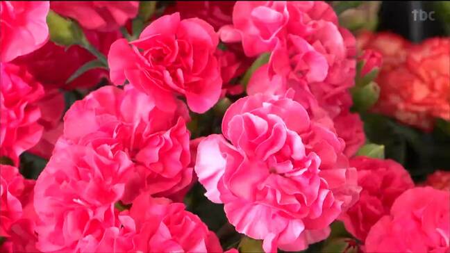 市価より3割ほど安く　色とりどりのカーネーション鉢植え販売　母の日を前に　村田町|TBS NEWS DIG