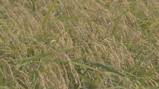 米どころ 名護市羽地で二期作米の稲刈り|TBS NEWS DIG