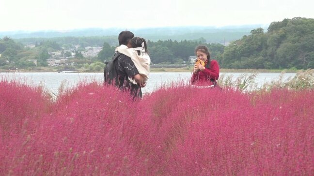 「これほど美しい植物はみたことがない」2200株のコキアが赤く染まる 10月に入り紅葉すすむ 山梨・大石公園 |TBS NEWS DIG