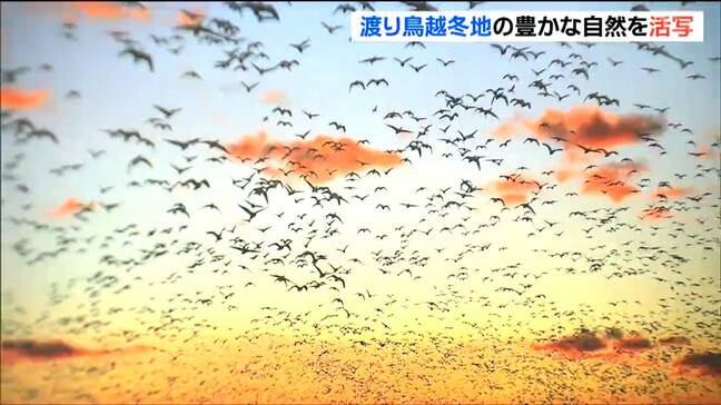 「伊豆沼・内沼フォトコンテスト」 豊かな自然の風景写真 約100点展示 宮城・栗原市|TBS NEWS DIG