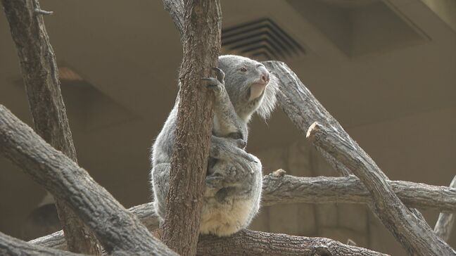 名古屋城・東山動植物園“他都市並みに”値上げへ 新年度予算案は「アジア・アジアパラ全力」 大会関連経費に846億円|TBS NEWS DIG
