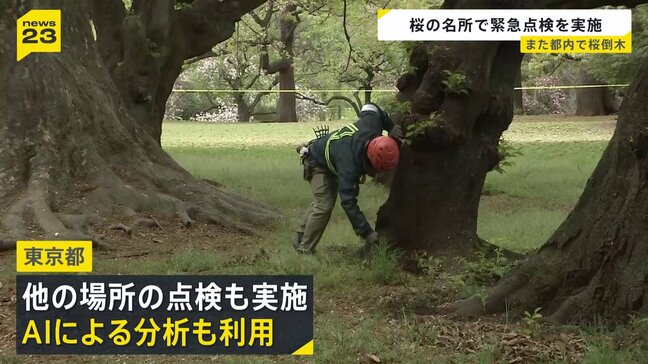 都内で相次ぐ倒木… 桜の名所「砧公園」で緊急点検実施 調査した25本のうち状態が悪い7本見つかる　今後はAIによる分析も|TBS NEWS DIG