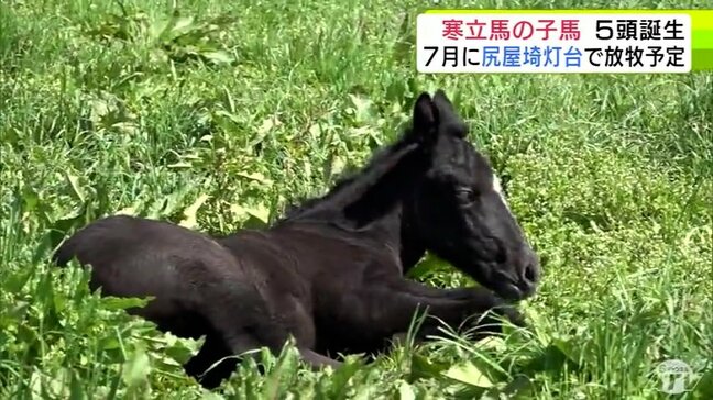 天然記念物「寒立馬」が出産シーズン迎える オスとメスの5頭の子馬が誕生 ポカポカ陽気のなか寝ころんで日向ぼっこ 青森県東通村|TBS NEWS DIG