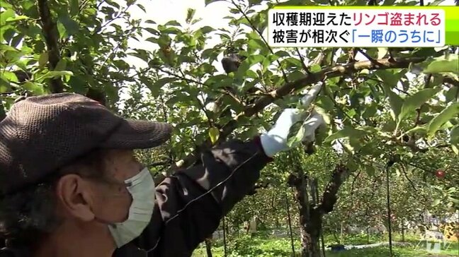 「またか…もう怒りというか…どうしていいか…」盗まれたのは孫が収穫を心待ちにしていた品種　1個だけを残して木から約150個のリンゴ消える　「お金がうんぬんではなくて…」被害農家から落胆の声|TBS NEWS DIG