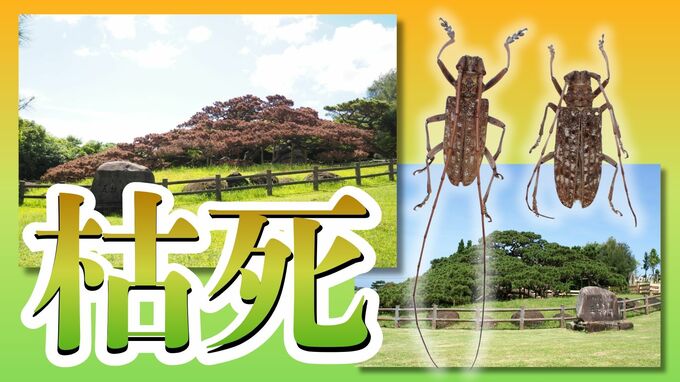  犯人はカミキリムシに潜む線虫　樹齢180年「久米の五枝のマツ」が枯死　国の天然記念物指定解除へ|TBS NEWS DIG
