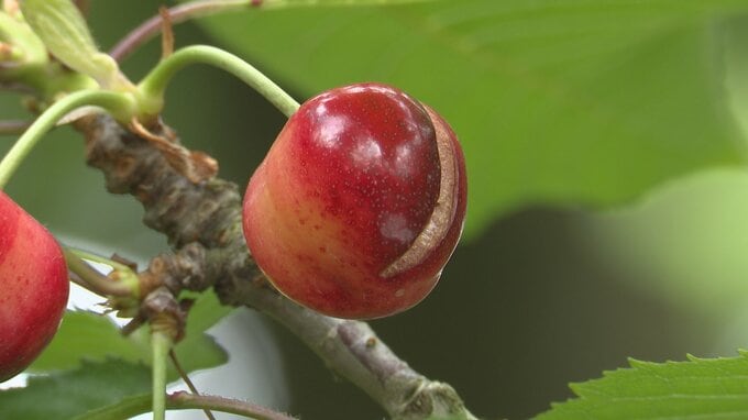 【詳報】「天気には勝てない…」青森県南部町・7月7日で「サクランボ狩り」終了へ　「裂果」のほか提供できる実の数も減少　町は「来シーズンはさくらんぼ狩りの開始を早めることも検討したい」　|　青森のニュース│ATV NEWS│青森テレビ