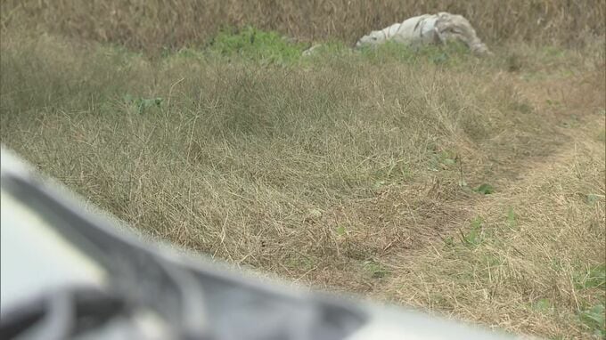 車にはねられたか 畑で倒れていた95歳女性死亡 近くにタイヤ痕も 福島・白河市|TBS NEWS DIG