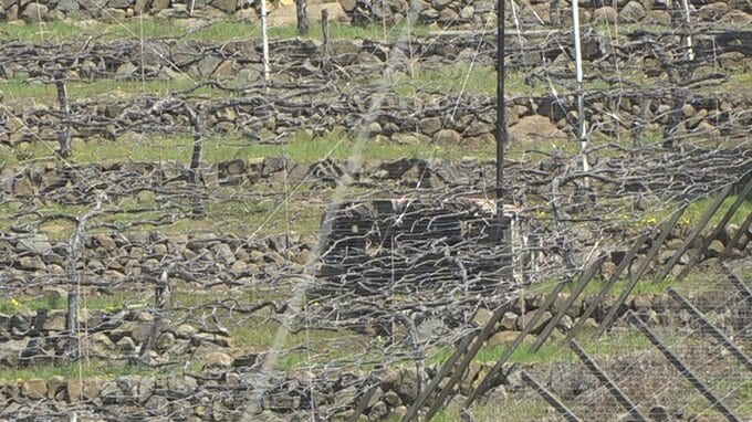 【速報】ぶどう畑で消毒散布機の下敷き　44歳の男性が死亡　山梨・甲府市　|　山梨のニュース | ＵＴＹテレビ山梨