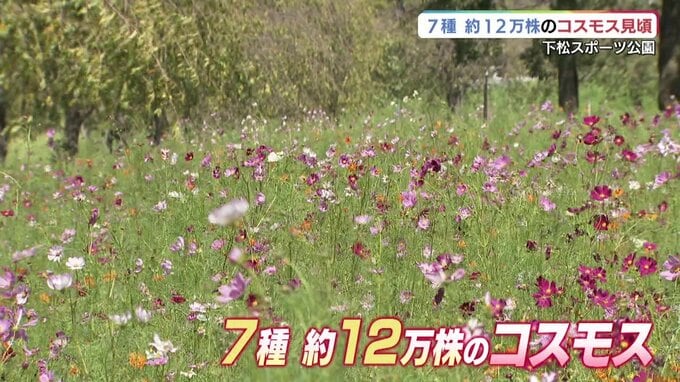 「涼しいから見ごろかと」秋の訪れを感じさせるコスモス|TBS NEWS DIG