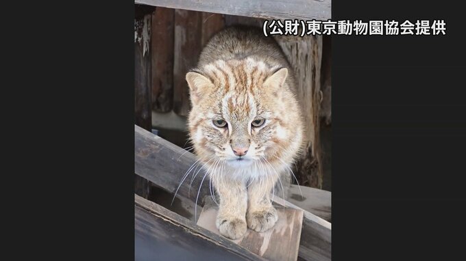 井の頭自然文化園のアムールヤマネコ2匹が相次ぎ死ぬ　ほかに4匹も体調不良　暑さが原因ではない可能性|TBS NEWS DIG